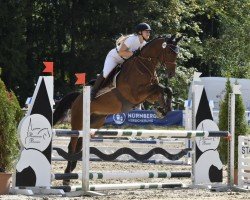 jumper Diamant B 4 (German Sport Horse, 2018, from Durello)