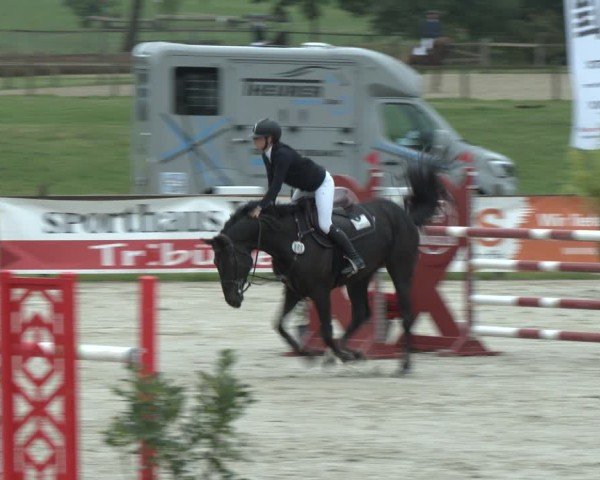 Reitturnier Westergellersen 2024