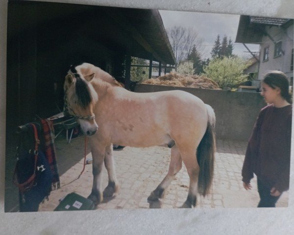 horse Oxford (Fjord Horse, 1994, from Sebastian)