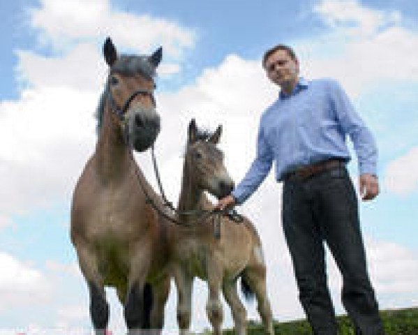 broodmare Affra (Rhenish-German Cold-Blood, 1997, from Fänder)