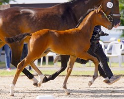 foal by Belvaggio (Hanoverian, 2024, from Callaho's Benicio)