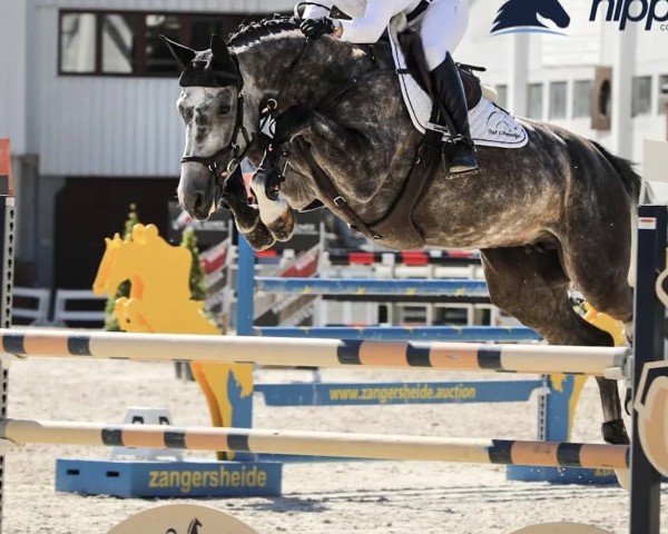 jumper Quite Easy van 't Paradijs (Belgian Warmblood, 2016, from Taran de La Pomme)