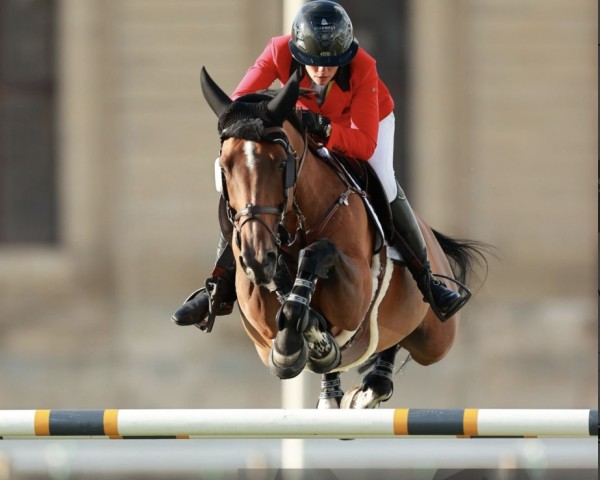 broodmare Sea Coast Monalisa van't Paradijs (Belgian Warmblood, 2012, from Bamako de Muze)