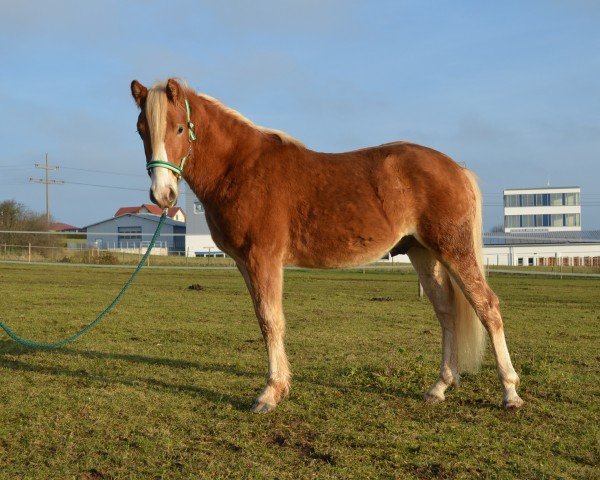 dressage horse Servatius SCH (Edelbluthaflinger, 2013, from Sternschnippe (0,78% ox))