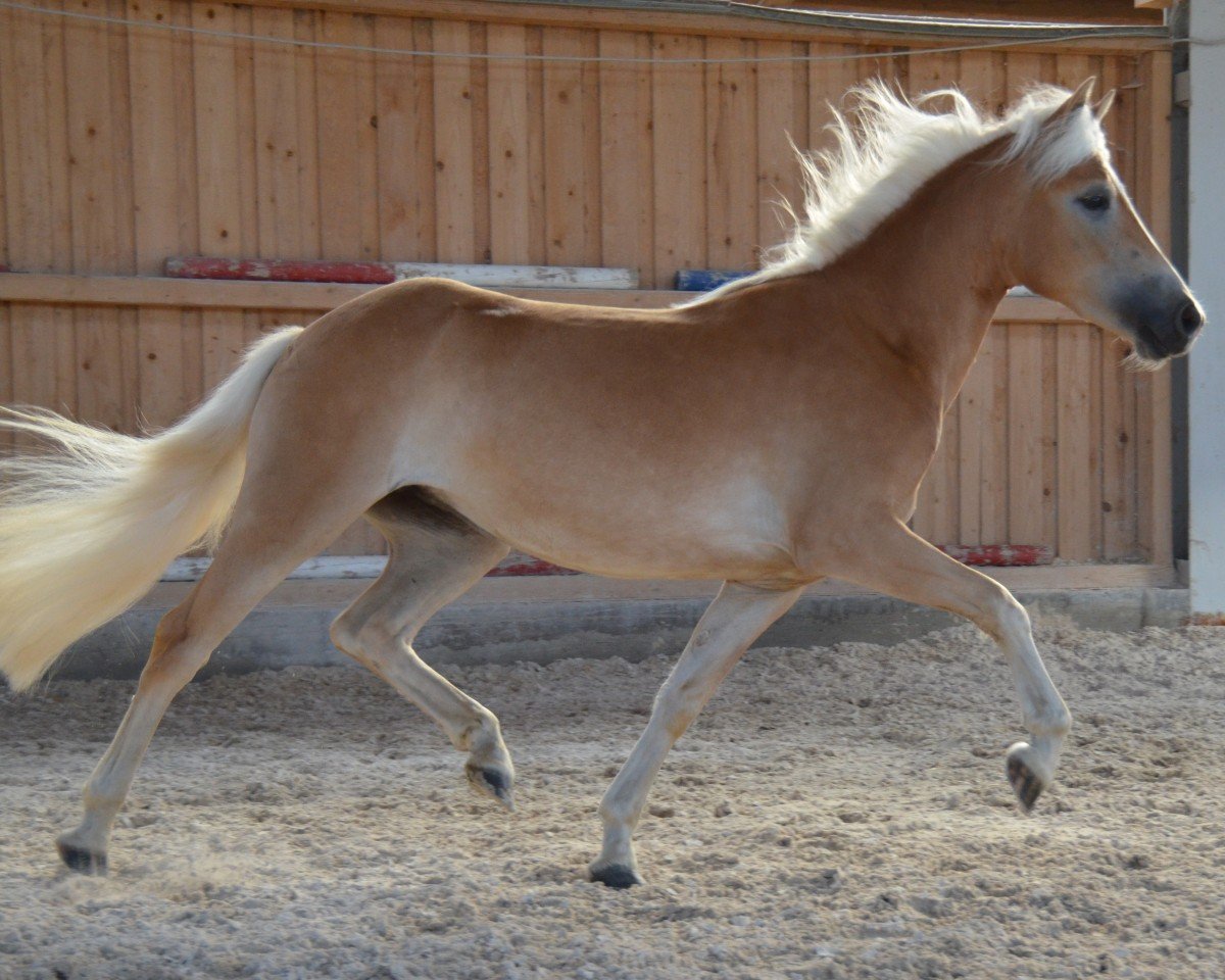horse Dorle (Edelbluthaflinger, 2014, from Barrichello (2,44% ox))