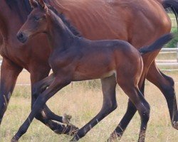 foal by Chéri SCH (German Sport Horse, 2024, from For Dior)