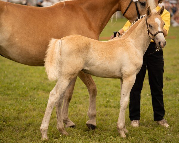 Fohlen von Stutzi SCH (Edelbluthaflinger, 2024, von Starino (9,19% ox))