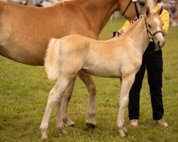 foal by Stutzi SCH (Edelbluthaflinger, 2024, from Starino (9,19% ox))