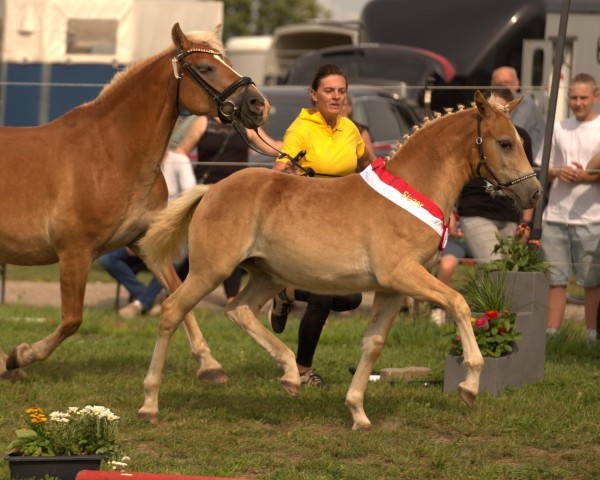 foal by Mechthild SCH (Edelbluthaflinger, 2024, from Solidos)