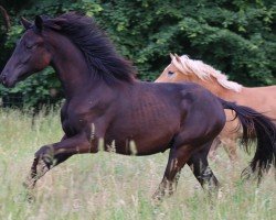 Springpferd Drolli SCH (Deutsches Sportpferd, 2023, von Dark Dominator)