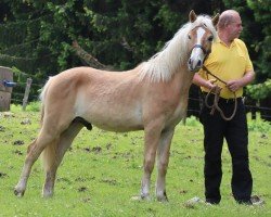 dressage horse Angeber SCH (Edelbluthaflinger, 2023, from Andoro SCH (7,76% ox))