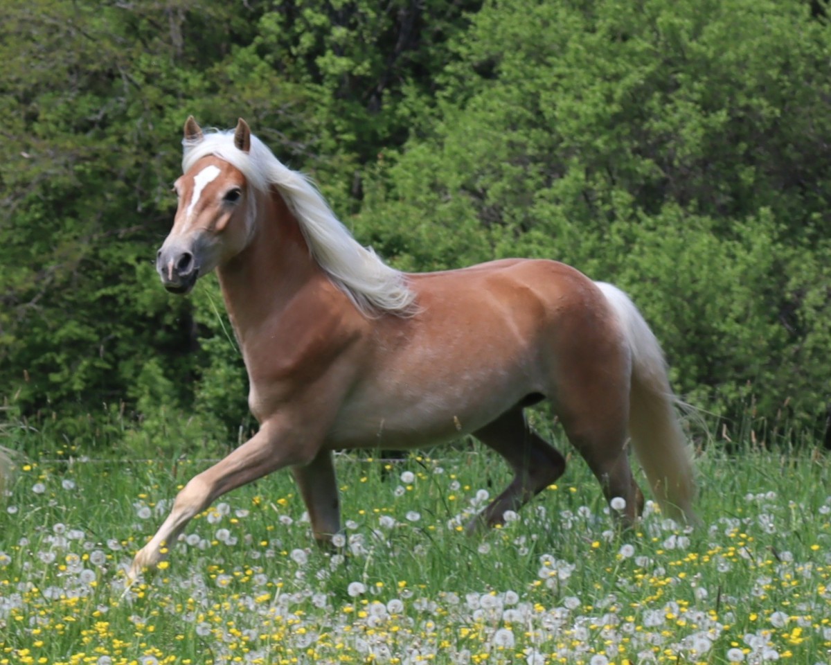 Dressurpferd Emma SCH (Edelbluthaflinger, 2022, von Andoro SCH (7,76% ox))