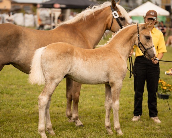 foal by Sir Quickly SCH (Edelbluthaflinger, 2024, from Salvator SCH (5,27% ox))