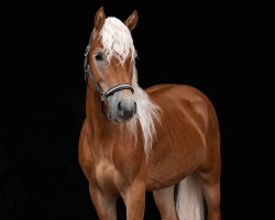 horse Ausreißer (Haflinger, 2022, from Akitano 8)