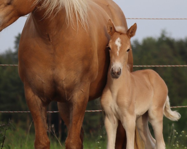 dressage horse Die Chefin SCH (Edelbluthaflinger, 2023, from Andoro SCH (7,76% ox))