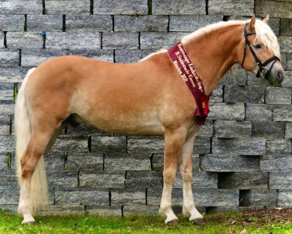 stallion Barion (Edelbluthaflinger, 2019, from Barios (4,39% ox))