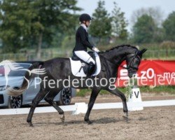 dressage horse Chimarro (Trakehner, 2020, from Kwahu)