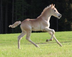 foal by Big Boss SCH (Edelbluthaflinger, 2024, from Barion)