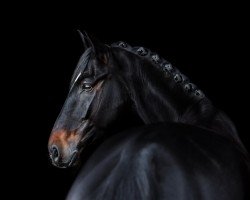 dressage horse Lissaro's Lifestyle (Hanoverian, 2018, from Lissaro)