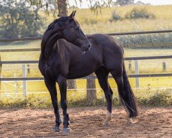 dressage horse Delia (Westphalian, 2018, from Don Martillo)