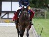 dressage horse Swing On (Hanoverian, 2014, from Sarotti Mocca-Sahne)