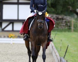 dressage horse Swing On (Hanoverian, 2014, from Sarotti Mocca-Sahne)