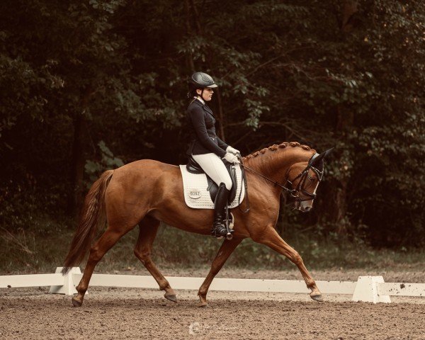 dressage horse Dancer (German Riding Pony, 2017, from Danny Gold)