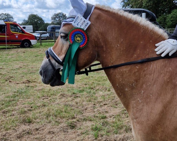 horse Alando F (Haflinger, 2009, from Almwind)