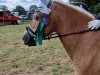 horse Alando F (Haflinger, 2009, from Almwind)