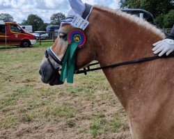 Pferd Alando F (Haflinger, 2009, von Almwind)