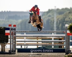 jumper H5 Porthos Maestro Wh Z (Zangersheide riding horse, 2014, from Picasso Z)