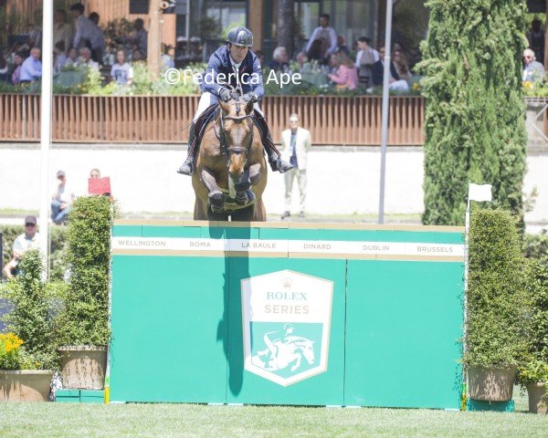 jumper Oliver van 't Heike (Belgian Warmblood, 2014, from Epleaser van het Heike)