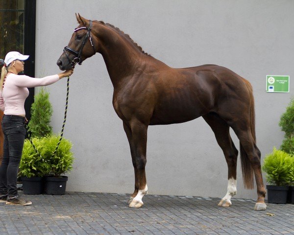 Dressurpferd Kaliber DP (KWPN (Niederländisches Warmblut), 2015, von Glock's Toto Jr.)