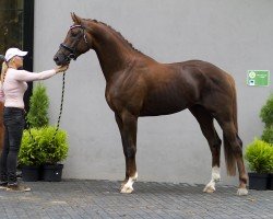 Dressurpferd Kaliber DP (KWPN (Niederländisches Warmblut), 2015, von Glock's Toto Jr.)