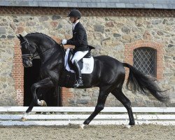 stallion Blue Hors St. Schufro (Hanoverian, 2011, from St. Moritz Junior)