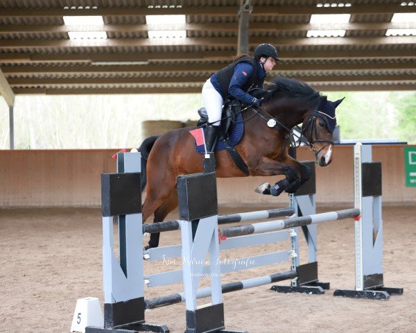 jumper Cirius 6 (Holsteiner, 2010, from Classe VDL)