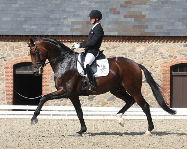 stallion Zatchmo (Oldenburg, 2009, from Zack)