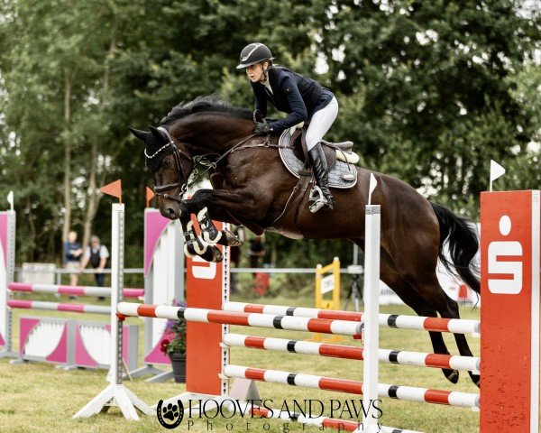 jumper Balouvanti (Oldenburg show jumper, 2019, from Balou du Rouet)