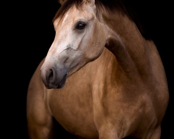 Pferd Leonhards Quaxmax (Leonharder, 2022, von Leonhards Quentino)