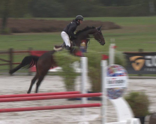 Reitturnier Westergellersen 2024