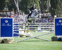 jumper O' Balou van de Plataan (Belgian Warmblood, 2014, from Balou du Rouet)