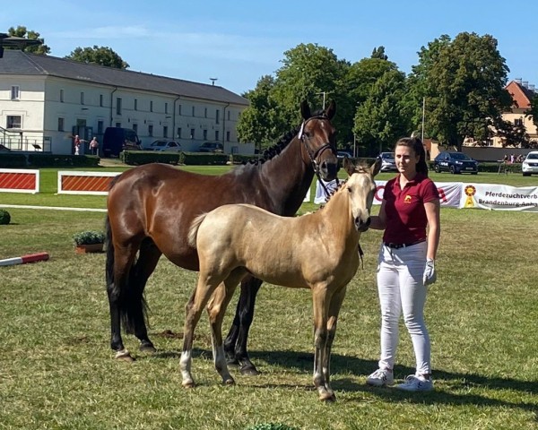 Zuchtstute Lina (Deutsches Reitpony, 2014, von Daydream Believer)