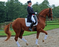 dressage horse Don Bettino (Oldenburg, 2005, from Don Primero)