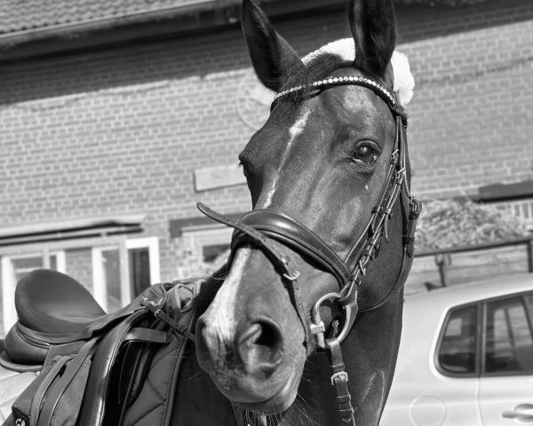 broodmare Quilanda 2 (Westphalian, 2010, from Quidam de Revel)