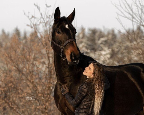 dressage horse Bench 4 (Oldenburg, 2012, from Benetton Dream FRH 1301)