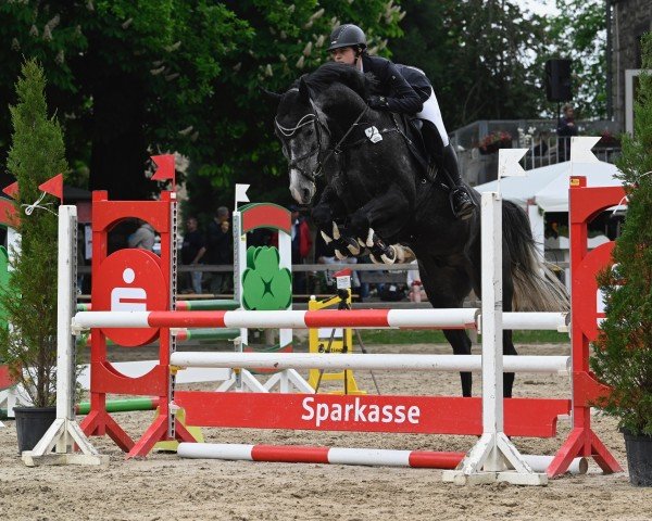 jumper Daredevil F (Hanoverian, 2020, from Diacontinus)