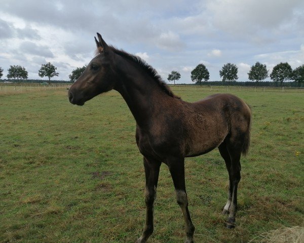 foal Sausewind (Hanoverian, 2024)