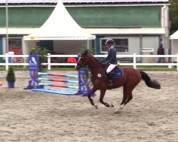 Reitturnier Mildstedt - Jumping Team Nord - 2024