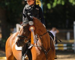 dressage horse Gamma 27 (Hungarian Warmblood, 2014)