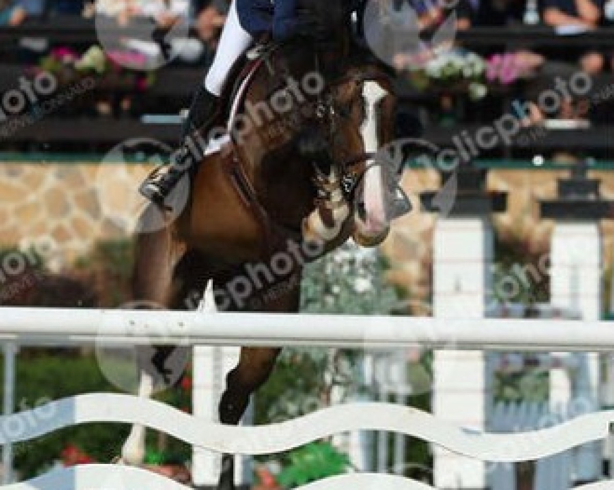 jumper Winsor C (KWPN (Royal Dutch Sporthorse), 2003, from Larino)